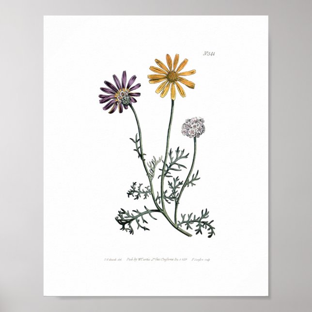 Póster Vintage Ursinia Anthemoides Solar Fire Botanical (Frente)