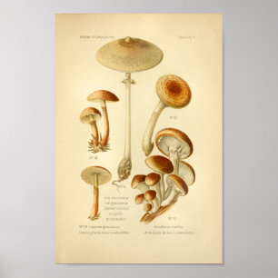 Póster Vintage Variety Brown Mushrooms Art Print French