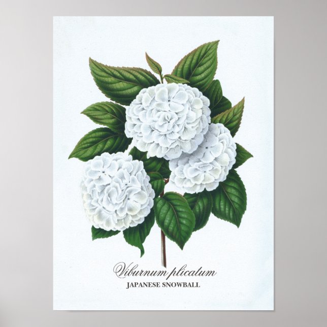 Póster Vintage Viburnum Plicatum Flores Blancas (Frente)