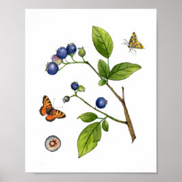 Póster Vintage Watercolor Blueberry botanical Poster