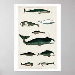 PÓSTER VINTAGE WHALES ILLUSTRATION POSTER