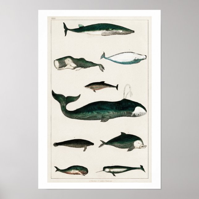 PÓSTER VINTAGE WHALES ILLUSTRATION POSTER (Frente)