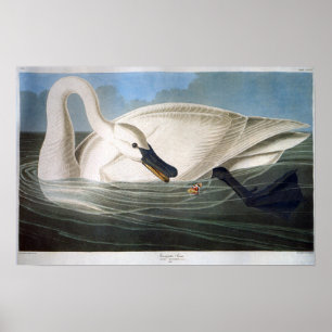 Póster Vintage Wild Trumpeter Swan