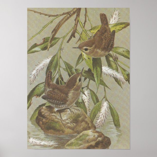 Póster Vintage Wrens (Frente)