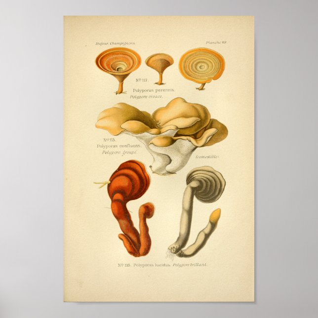 Póster Vintage Yellow Red Mushrooms Art Print French (Frente)