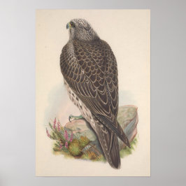 Póster Vintage Young Islandia Falcon Bird