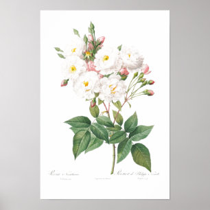 PÓSTER VINTAJE POSTER DE ILUSTRACION DE ROSA DE ROSA DE R