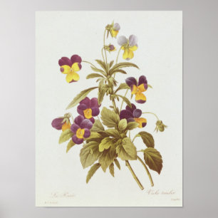Póster Viola tricolor