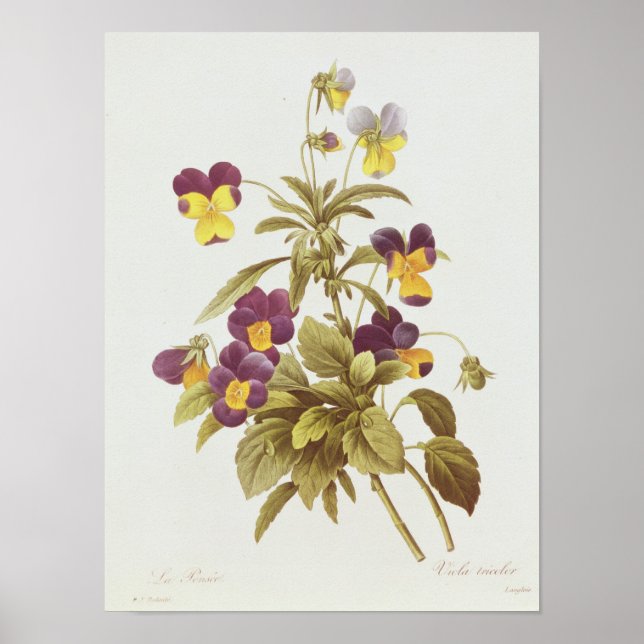 Póster Viola tricolor (Frente)