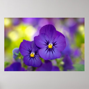 Póster Violas púrpuras