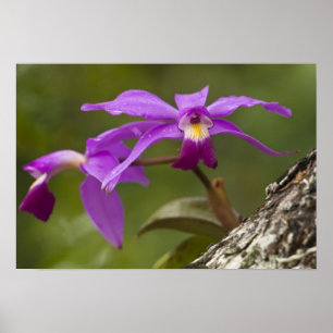 Póster Violet Cattleya Orchid Cattleya violacea)