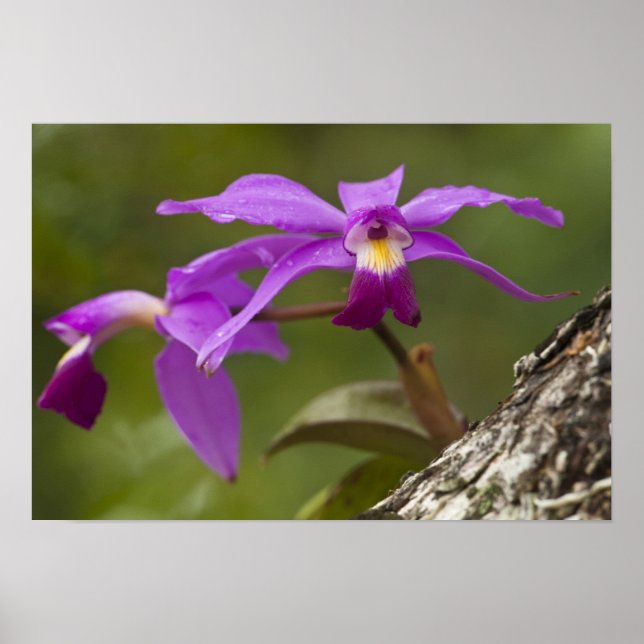 Póster Violet Cattleya Orchid Cattleya violacea) (Frente)