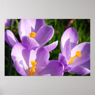 Póster Violet crocus - Poster