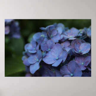 Póster Violet en el Poster Twilight