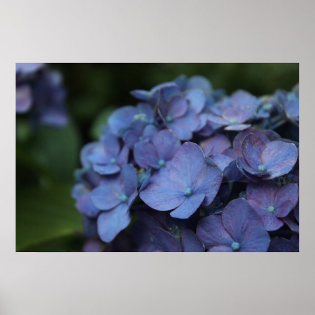 Póster Violet en el Poster Twilight (Frente)