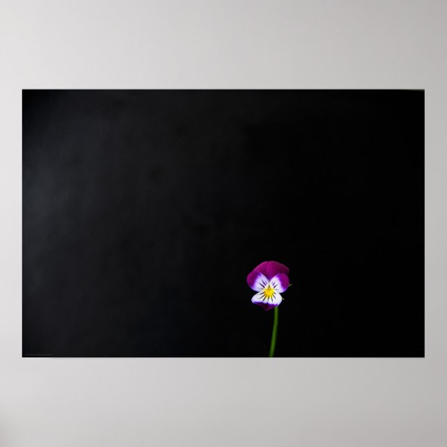 Póster Violet Flower Wapcn (Frente)