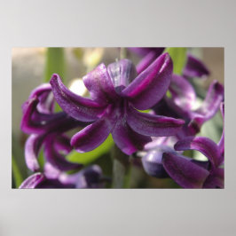 Póster Violet Hyacinths