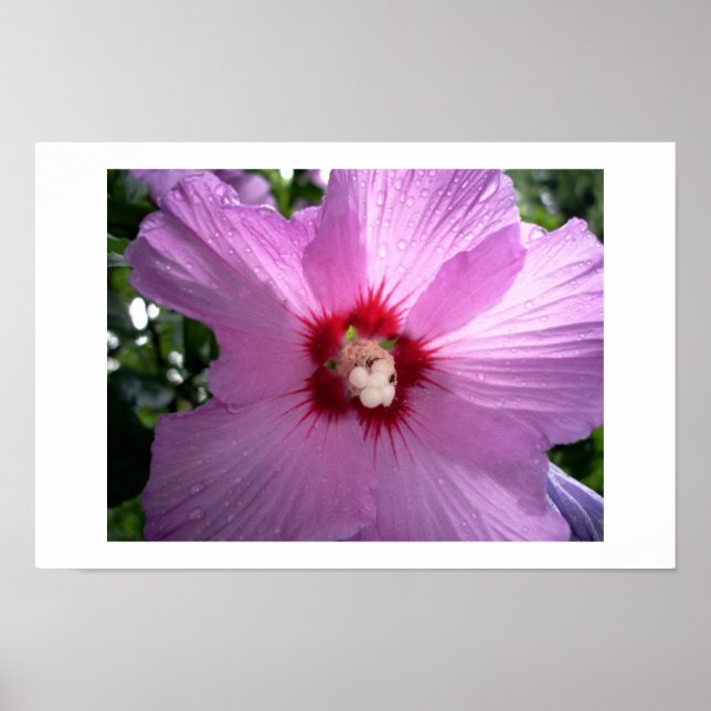 Póster violeta (Frente)