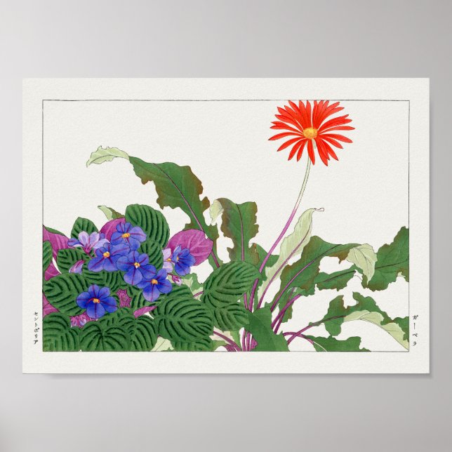 Póster Violeta africana, Gerbera por Tanigami Konan (Frente)