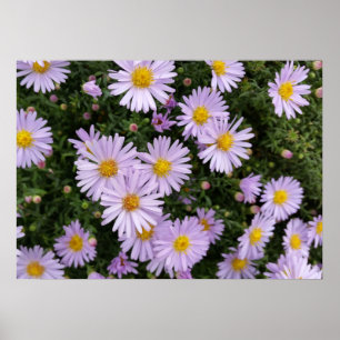 Póster violeta claro