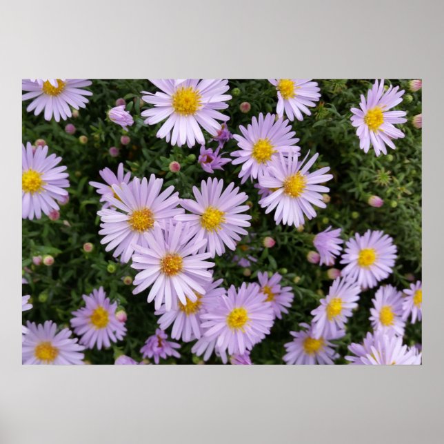 Póster violeta claro (Frente)