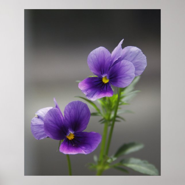 Póster Violetas (Frente)