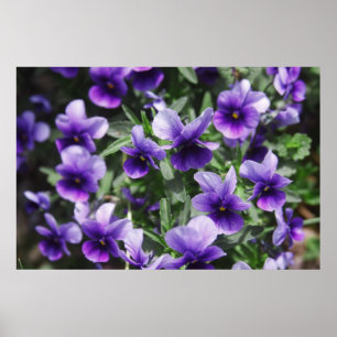 Póster Violetas