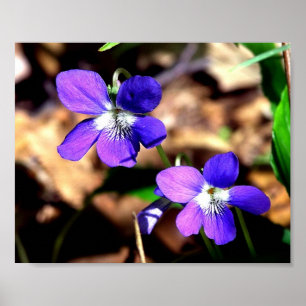 Póster Violetas desafiadas