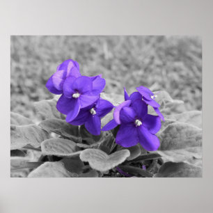 Póster Violetas Púrpuras,