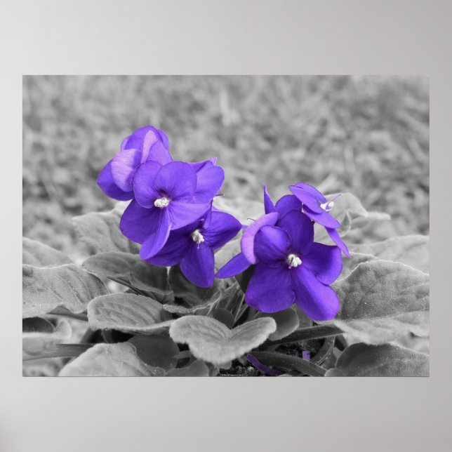 Póster Violetas Púrpuras, (Frente)