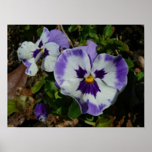 Póster Violetas y Pensamientos Blancos Floral Colorido
