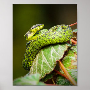 Póster Viper de Bush de los Grandes Lagos