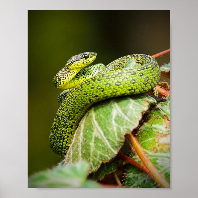 Póster Viper de Bush de los Grandes Lagos (Frente)