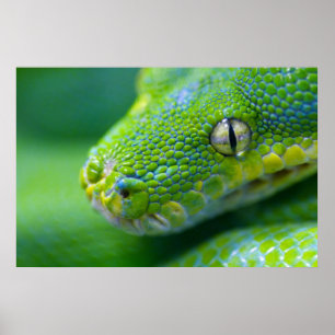 Póster Viper verde
