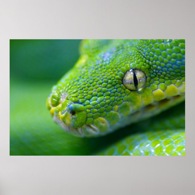 Póster Viper verde (Frente)