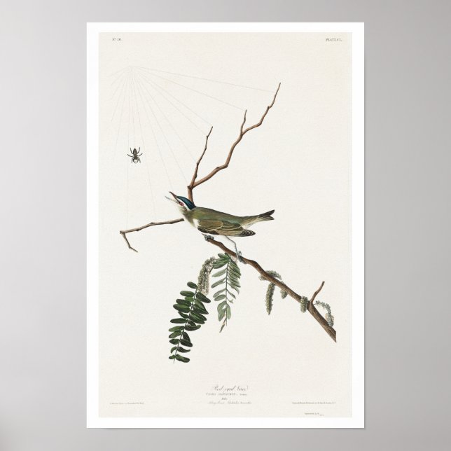 Póster Vireo de ojos rojos de Audubon Poster (Frente)