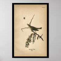 Vireo de ojos rojos impreso en 1890