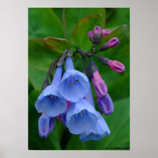 Póster Virginia Bluebells, Poster