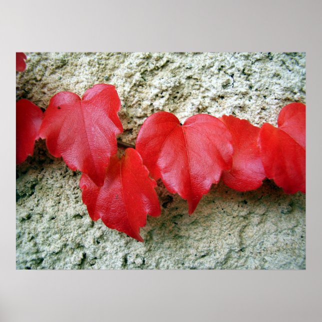 Póster Virginia Creeper Leaves Poster (Frente)