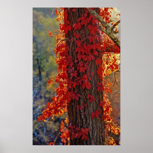 Póster Virginia Creeper rojo brillante en otoño en (Frente)