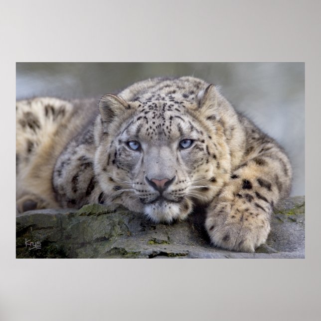 Póster Vishnu Snow Leopard Print (Frente)