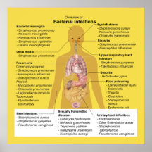 Visión General de las Infecciones Bacterianas