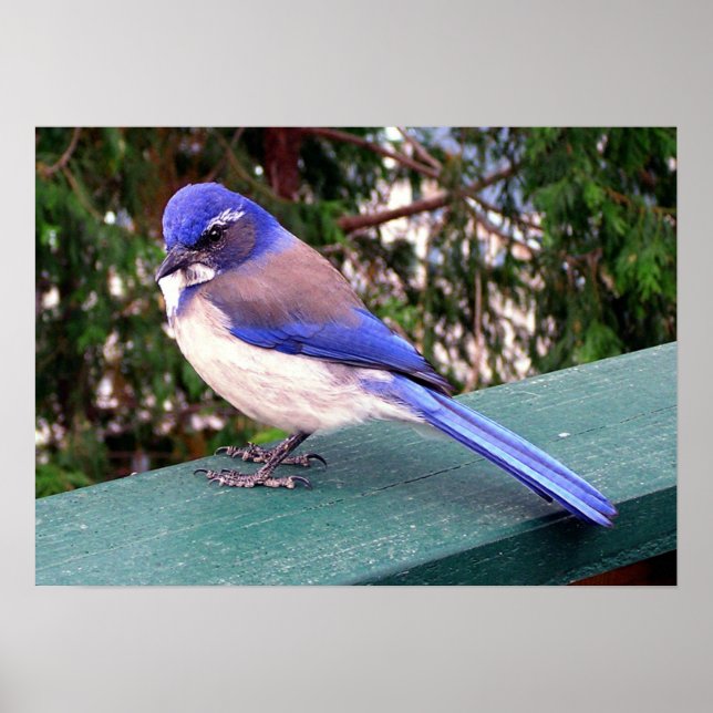 Póster Visitante de cubierta (Frente)