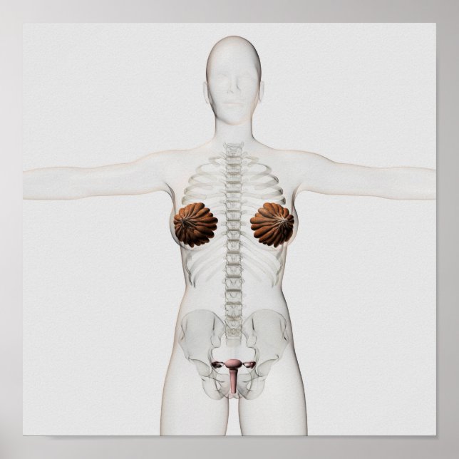 Póster Vista 3D Del Sistema Reproductivo Femenino (Frente)