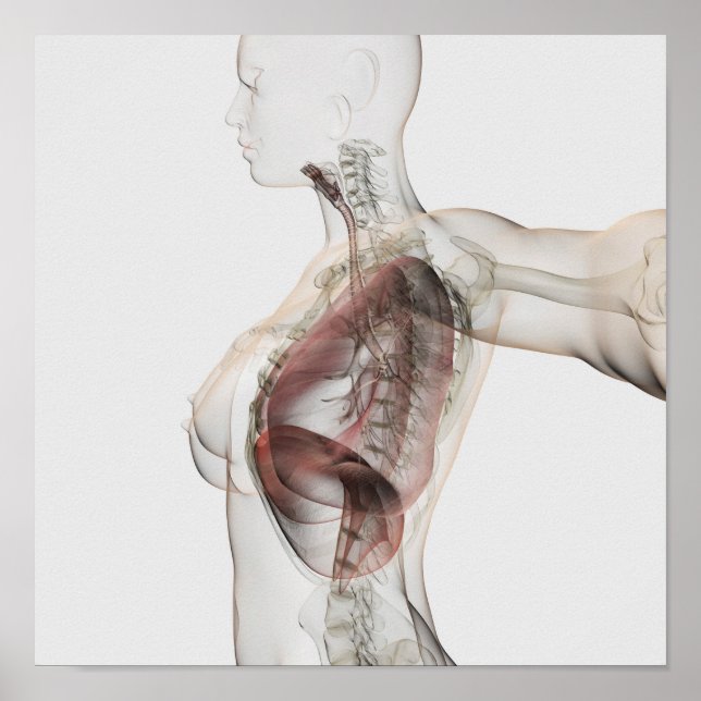 Póster Vista 3D Del Sistema Respiratorio Femenino 2 (Frente)