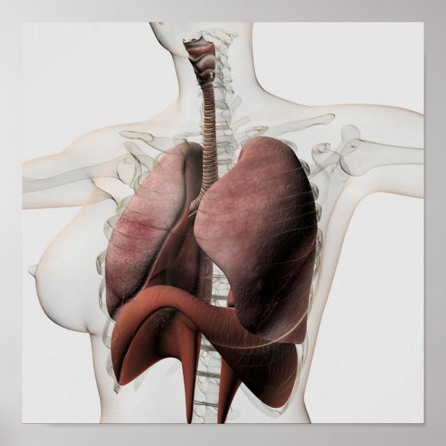 Póster Vista 3D Del Sistema Respiratorio Femenino 3 (Frente)