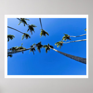 Póster Vista aérea de palmeras