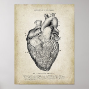 Póster Vista anterior de la anatomía cardíaca