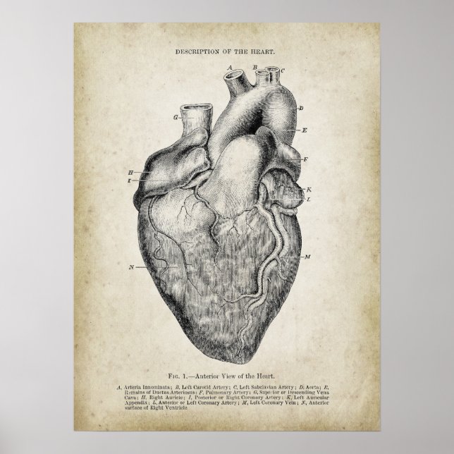 Póster Vista anterior de la anatomía cardíaca (Frente)