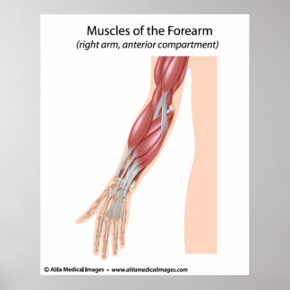 Póster Vista anterior de los músculos del antebrazo